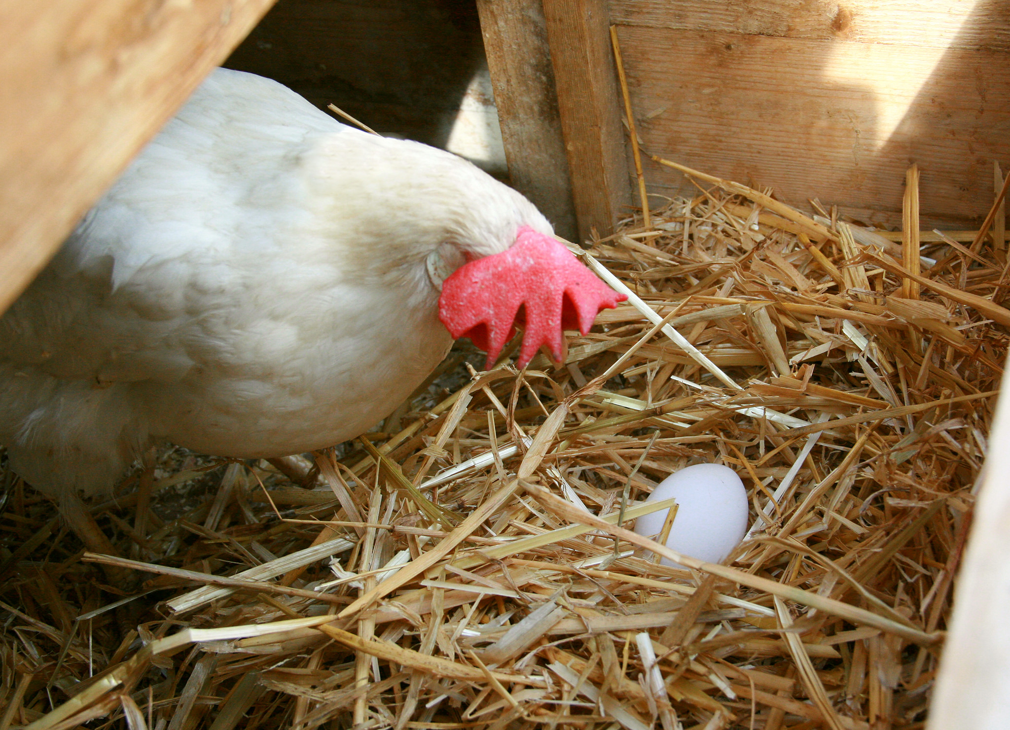 Почему курица есть свои яйца